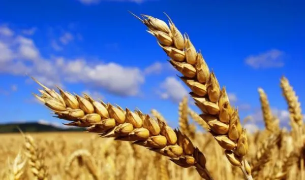 Épis de blé mûrs dans un champ sous un ciel bleu